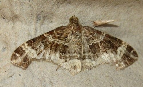 Epirrhoe alternata?